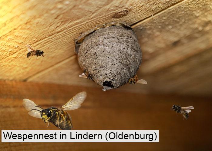 Wespennest in Lindern (Oldenburg)